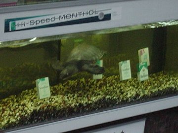 [ふとふぉと（亀）]