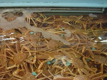 [越前がに　ツアー]