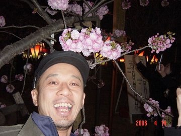 [造幣局　桜の通り抜け]