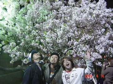 [造幣局　桜の通り抜け]