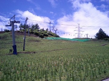 [Dynaland ゆり園]