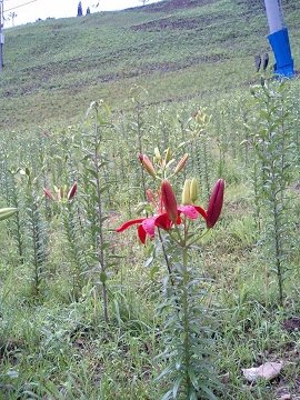 [Dynaland ゆり園]