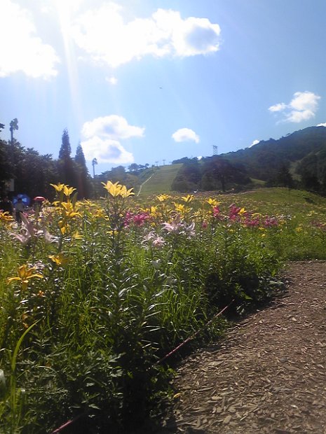 [Dynaland ゆり園]