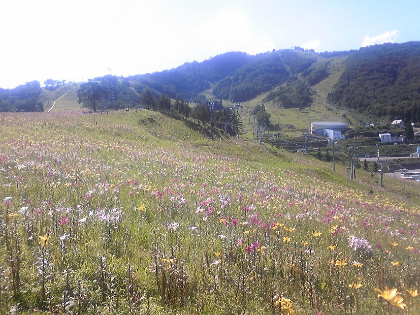 [Dynaland ゆり園]