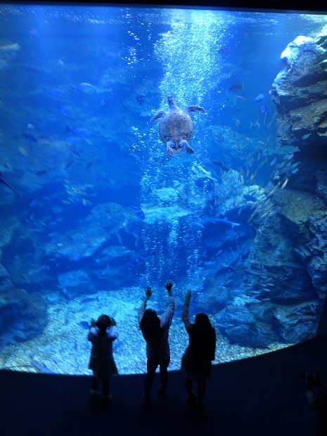 [京都水族館]