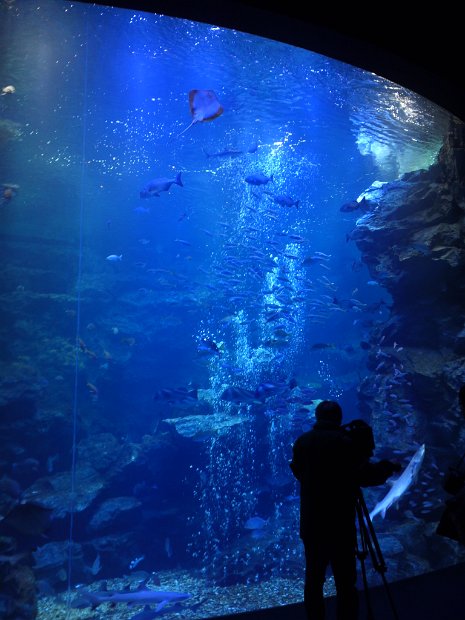 [京都水族館]