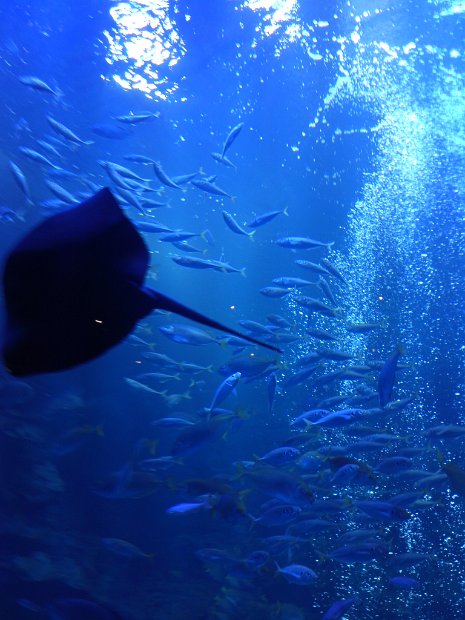 [京都水族館]