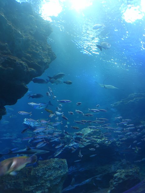 [京都水族館]