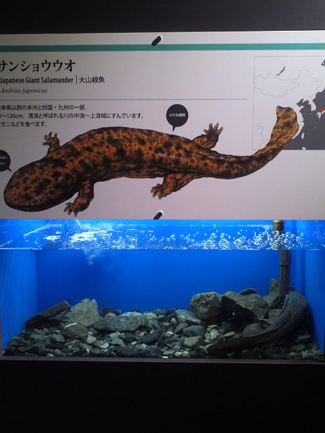[京都水族館]