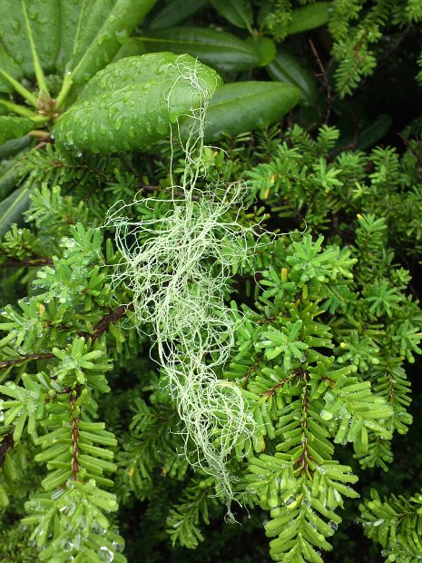 [クリーン・キャンペーン in Mt.FUJI]