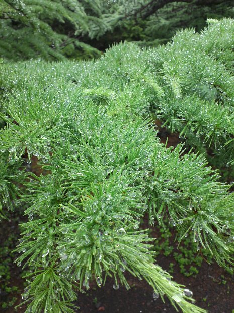 [クリーン・キャンペーン in Mt.FUJI]