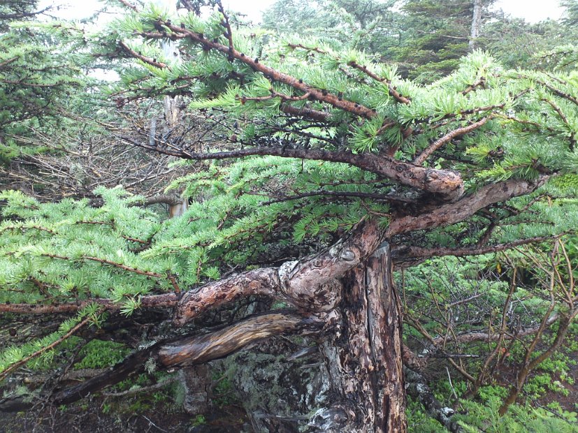 [クリーン・キャンペーン in Mt.FUJI]