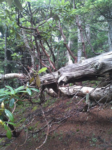 [クリーン・キャンペーン in Mt.FUJI]