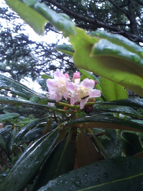 [クリーン・キャンペーン in Mt.FUJI]