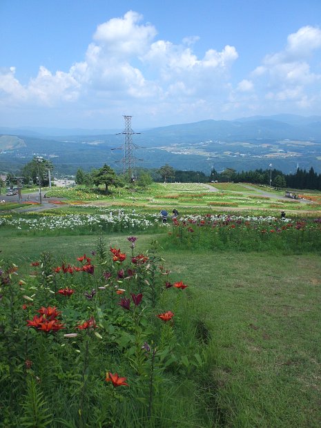 [ダイナランド ゆり園]
