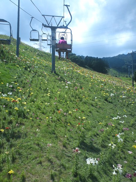 [ダイナランド ゆり園]