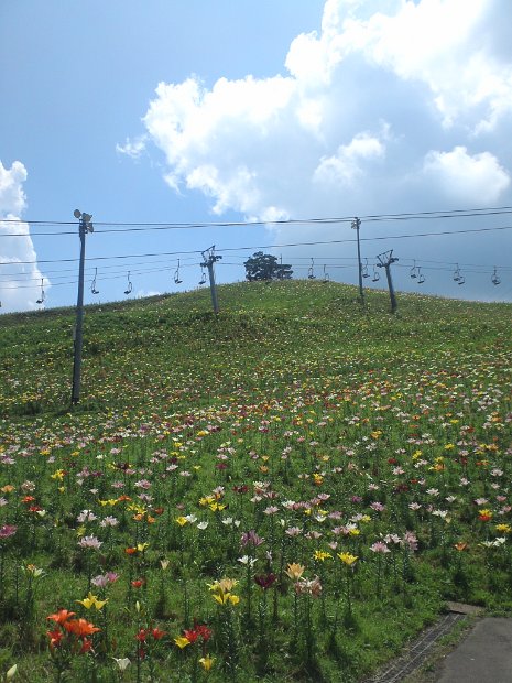 [ダイナランド ゆり園]